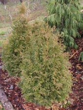 Thuja plicata 'Winter Pink' 